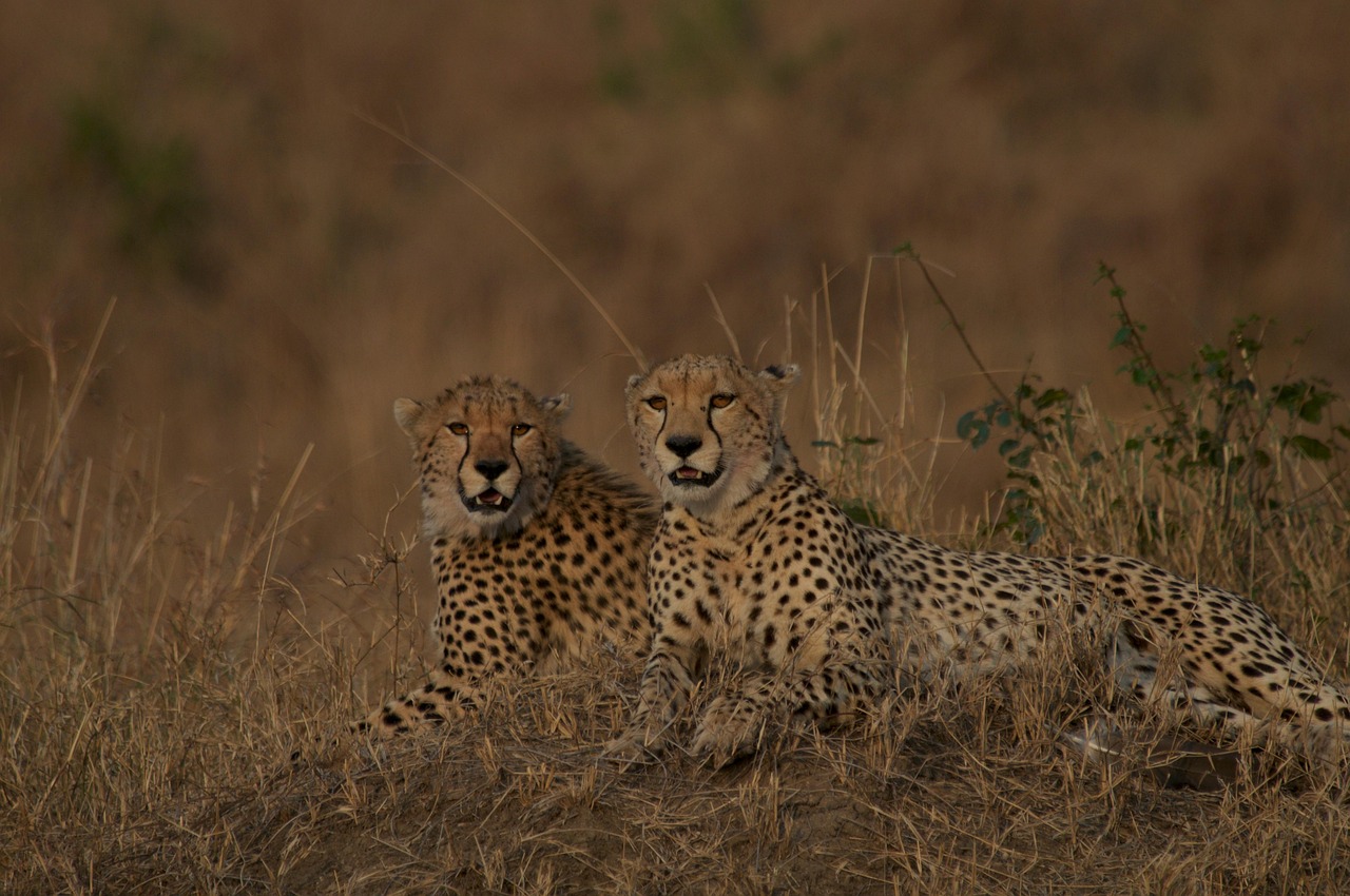 dyr, pattedyr, geparder, arter, fauna, natur, ødemark, dyrelivsfotografering, truede arter, maasai mara, kenya, dyreliv