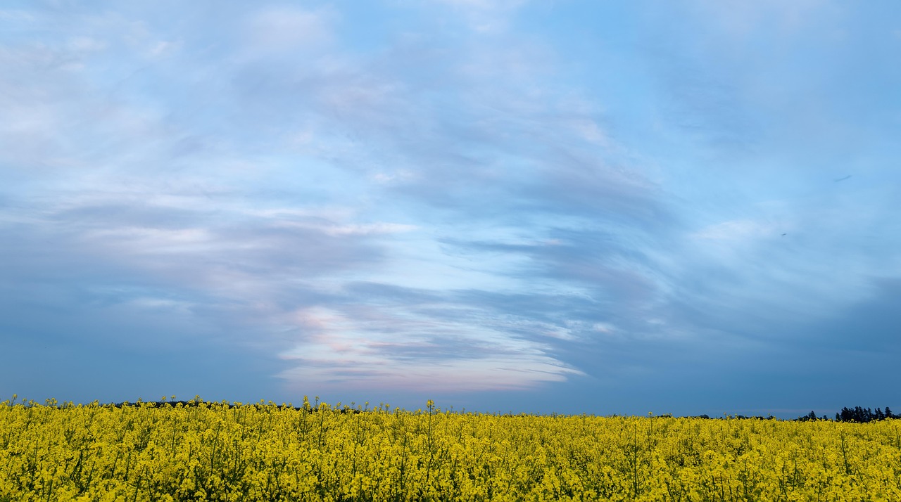 rapeseed, rapeseed field, oilseed rape, rape field, rape flowers, yellow flowers, nature, landscape, sky