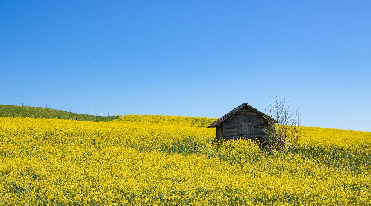 hut, field, nature, oilseed rape, field of rapeseeds, spring, agriculture