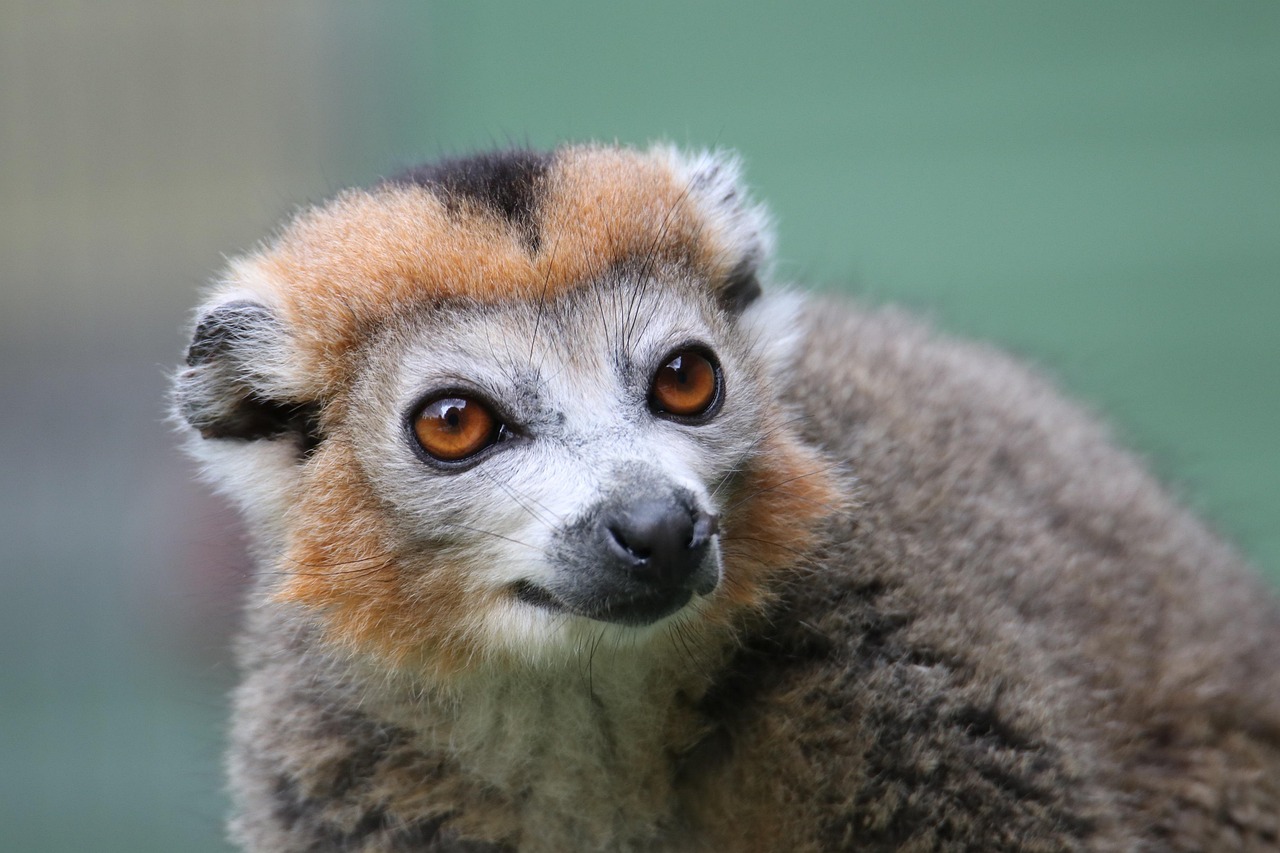 lémur, madagascar, áfrica, mono, primate, naturaleza, biodiversidad, peligro de extinción, especies, fauna