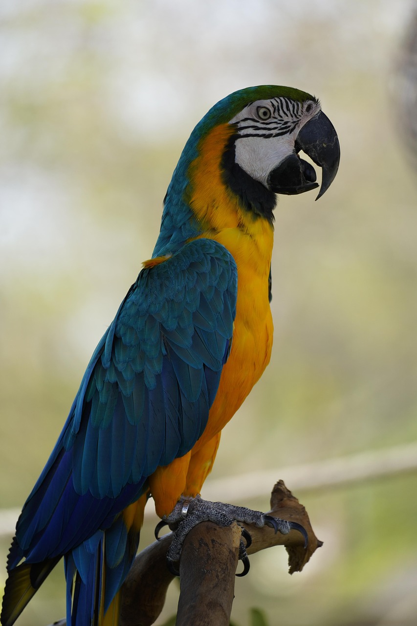 oiseau, perroquet, ornithologie, espèce, faune, aviaire, nature, animal, le bec, plumes, sauvage, safari, exotique