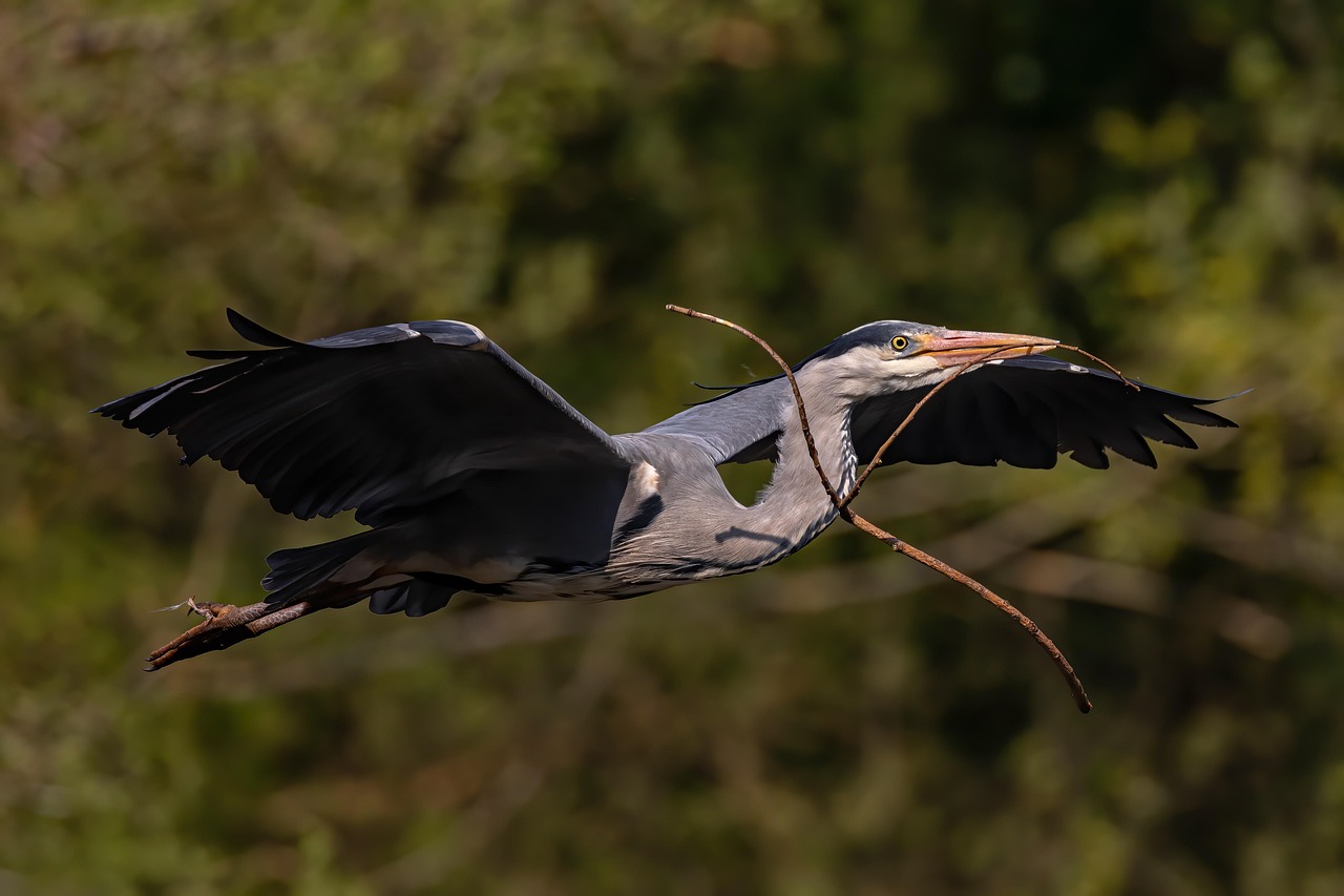 vogel, reiher, graureiher, blauer reiher, vogelkunde, nest bau, natur, tierwelt, fliegend, flug, flügel, Federn, fauna, stock