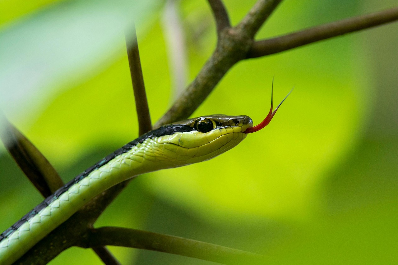 schlange, reptil, tierwelt, tier, natur, nicht giftige schlange, nahaufnahme, schlange, schlange, schlange, schlange, schlange