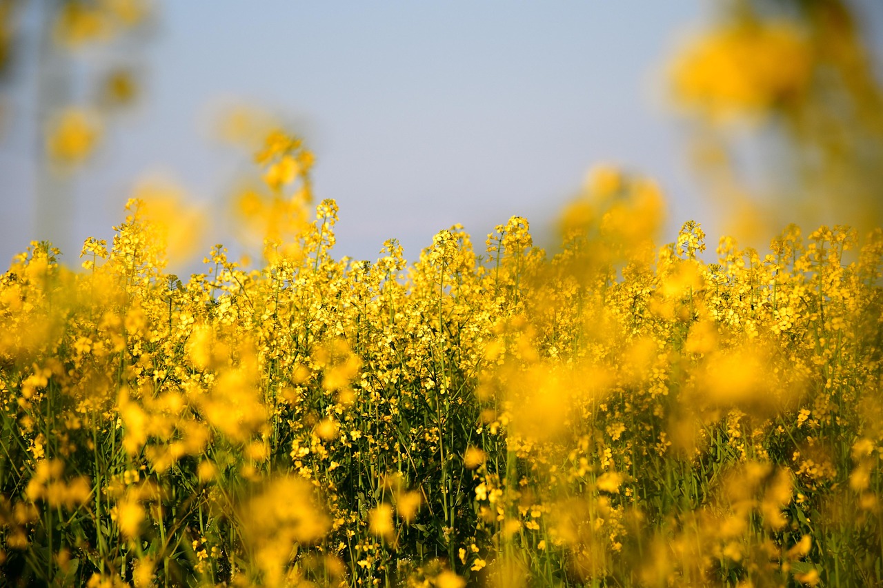 oilseed rape, rapeseed field, rape field, rape blossoms, yellow flowers, spring, field, blossom, bloom, garden, nature