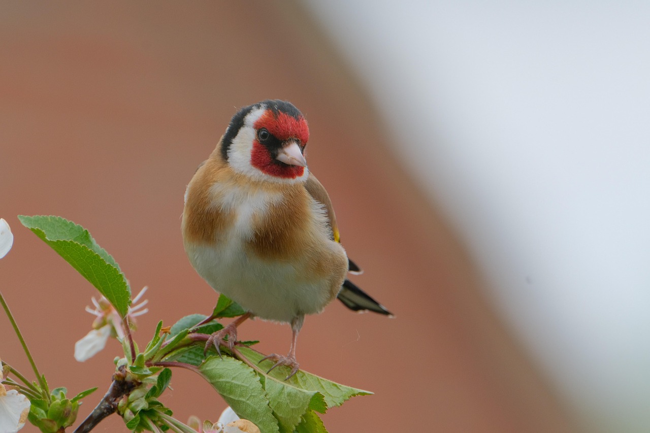 stieglitz, vogel, fink, natur, vogelkunde, tierwelt, stieglitz, stieglitz, stieglitz, stieglitz, stieglitz