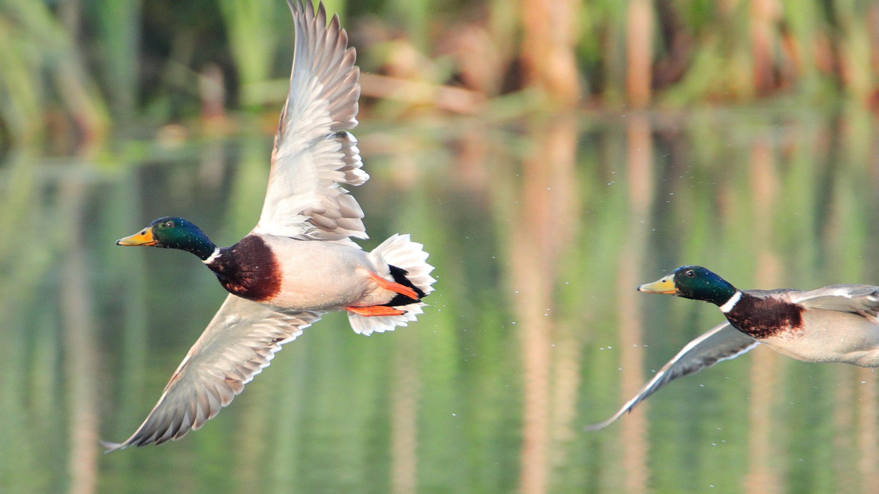 rațe, rațe zburătoare, lac, natura, păsări, viata salbatica, animale