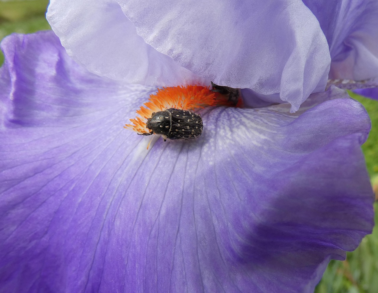 iris, scolyte, pollinisation, fleur mauve, fleur, scarabée, insecte, insecte, flore, bloom, fleurir, le printemps, nature, fermer