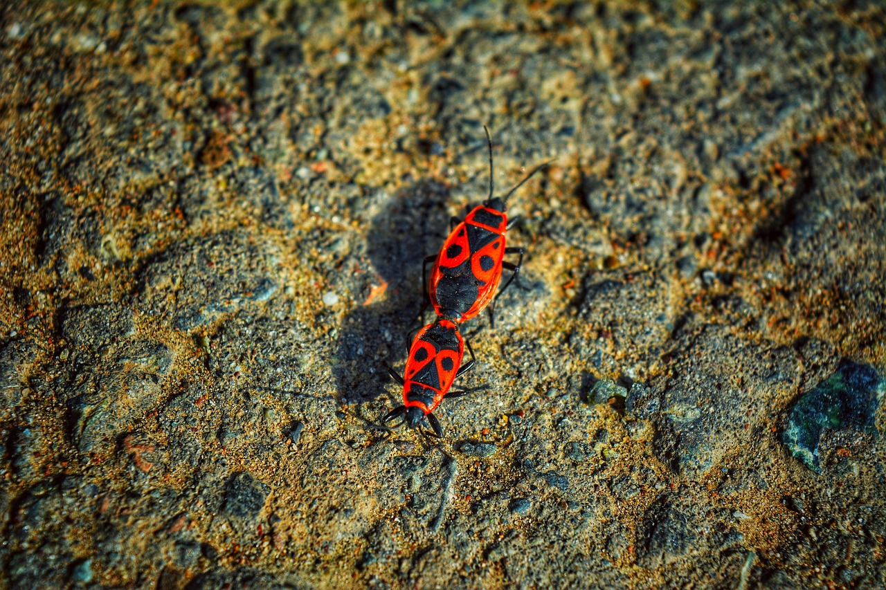insetos, besouros, natureza, fauna