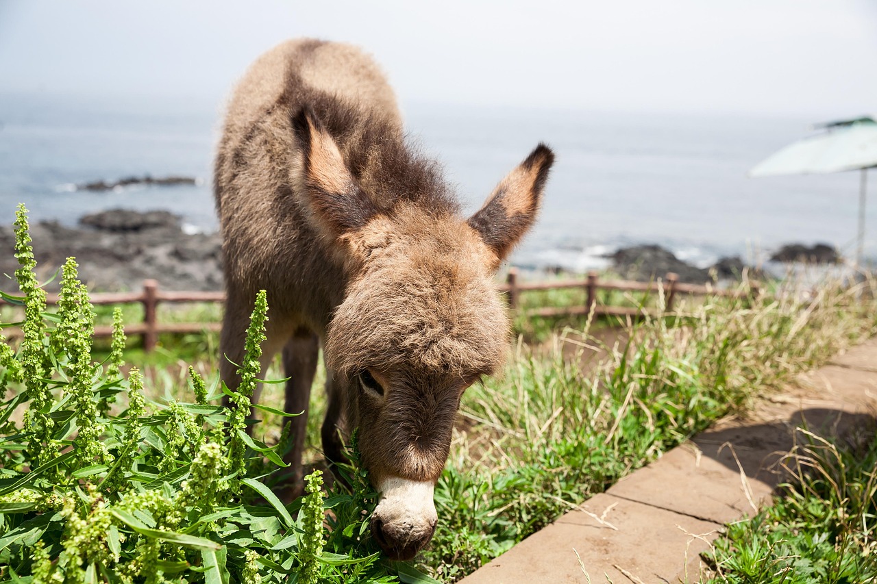 donkey, grazing, nature, jeju island, beach, coast, udo island, pasture, south korea