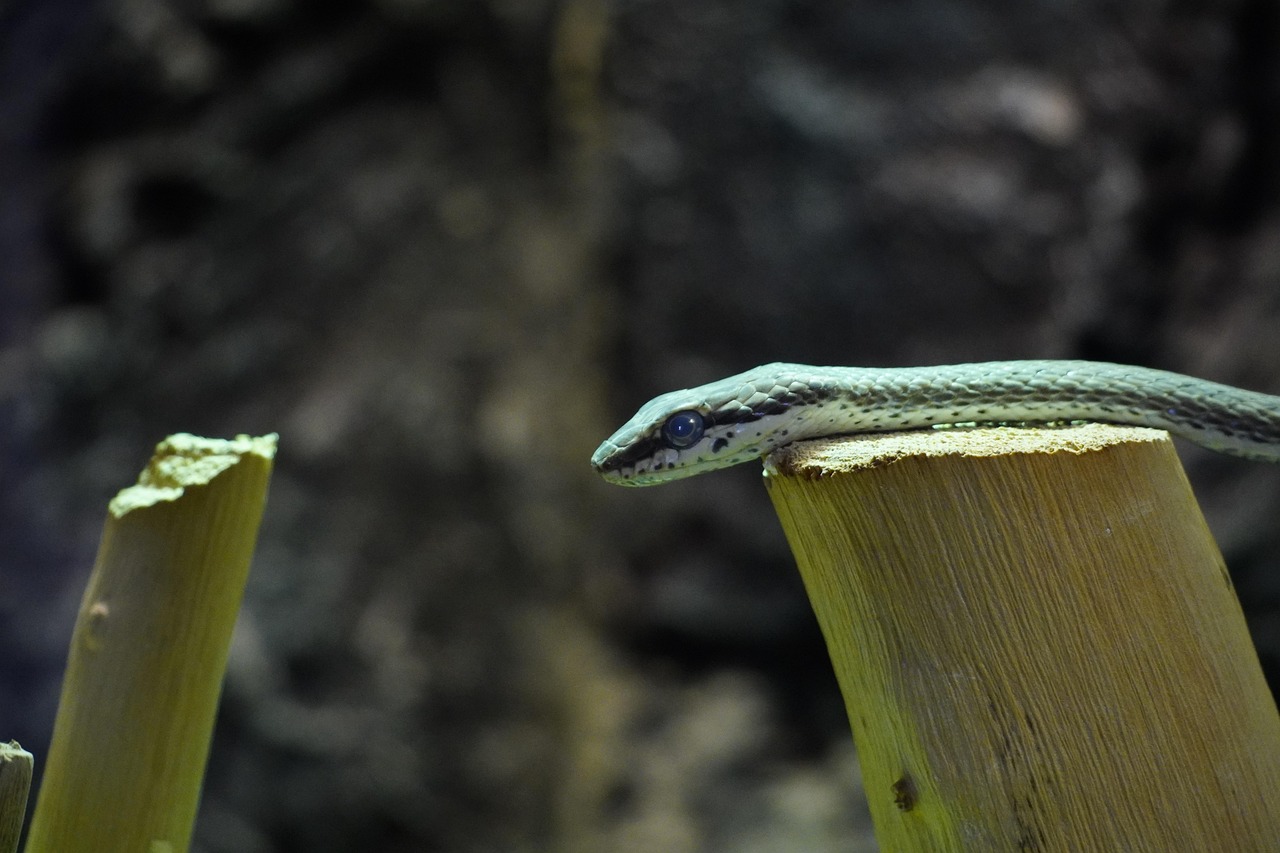snake, lizard, reptile, animal, safari, wild, nature