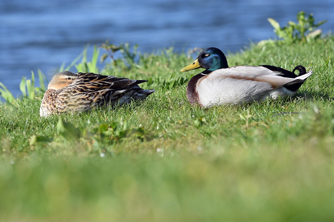 stockente, enten, vögel, erpel, wasservögel, wildenten, tiere, gefieder, natur, nahaufnahme