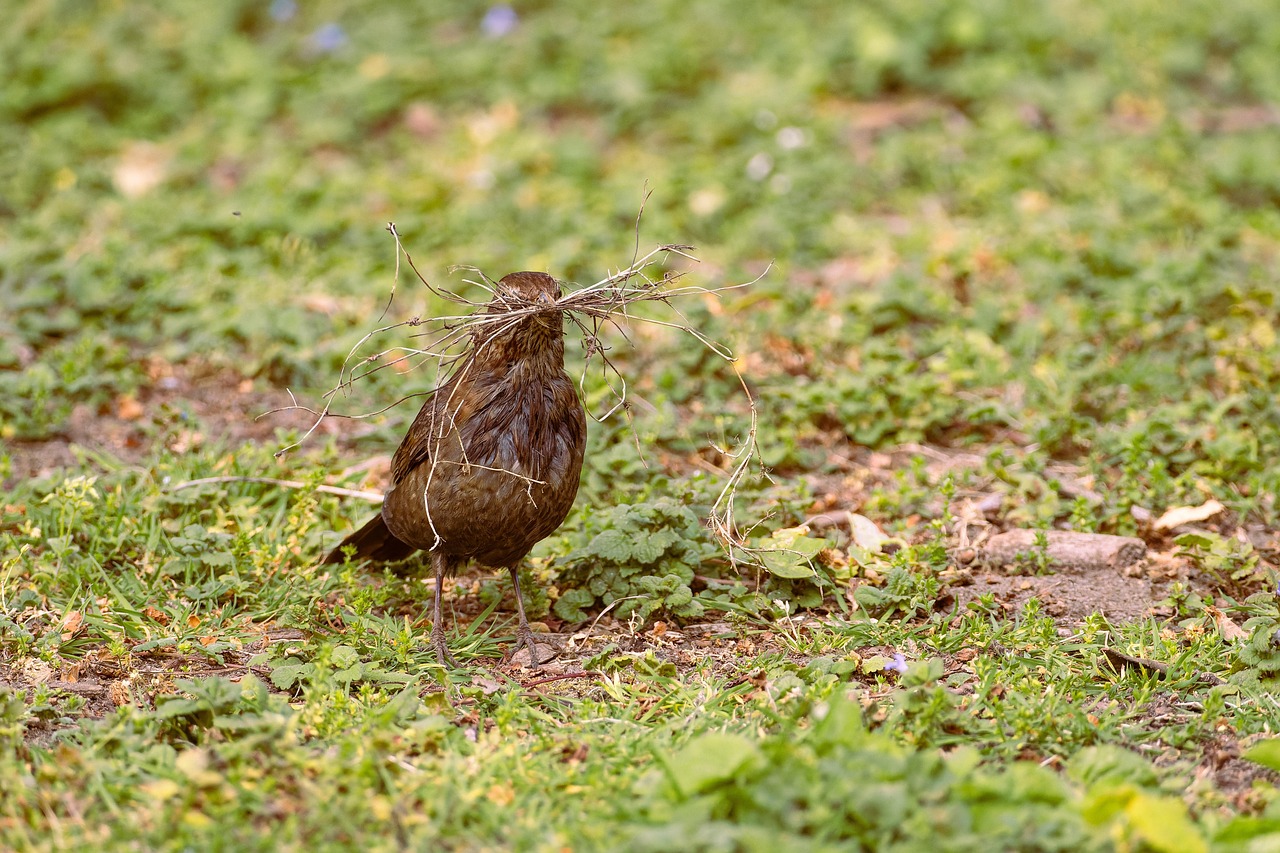 amsel, vogel, nest bau, tierwelt, singvogel, tier, geäst, natur, wiese, vogelkunde, vogelbeobachtung, tierfoto, birdwatching