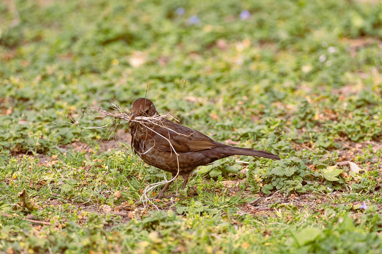 amsel, vogel, nest bau, tierwelt, singvogel, tier, geäst, natur, wiese, vogelkunde, vogelbeobachtung, tierfoto, birdwatching