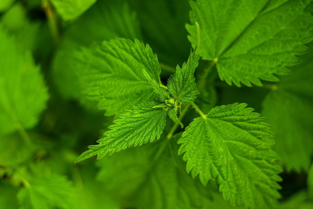 nettle, foliage, herb, green, filter, field, healthy, nettle, nettle, nettle, nettle, nettle