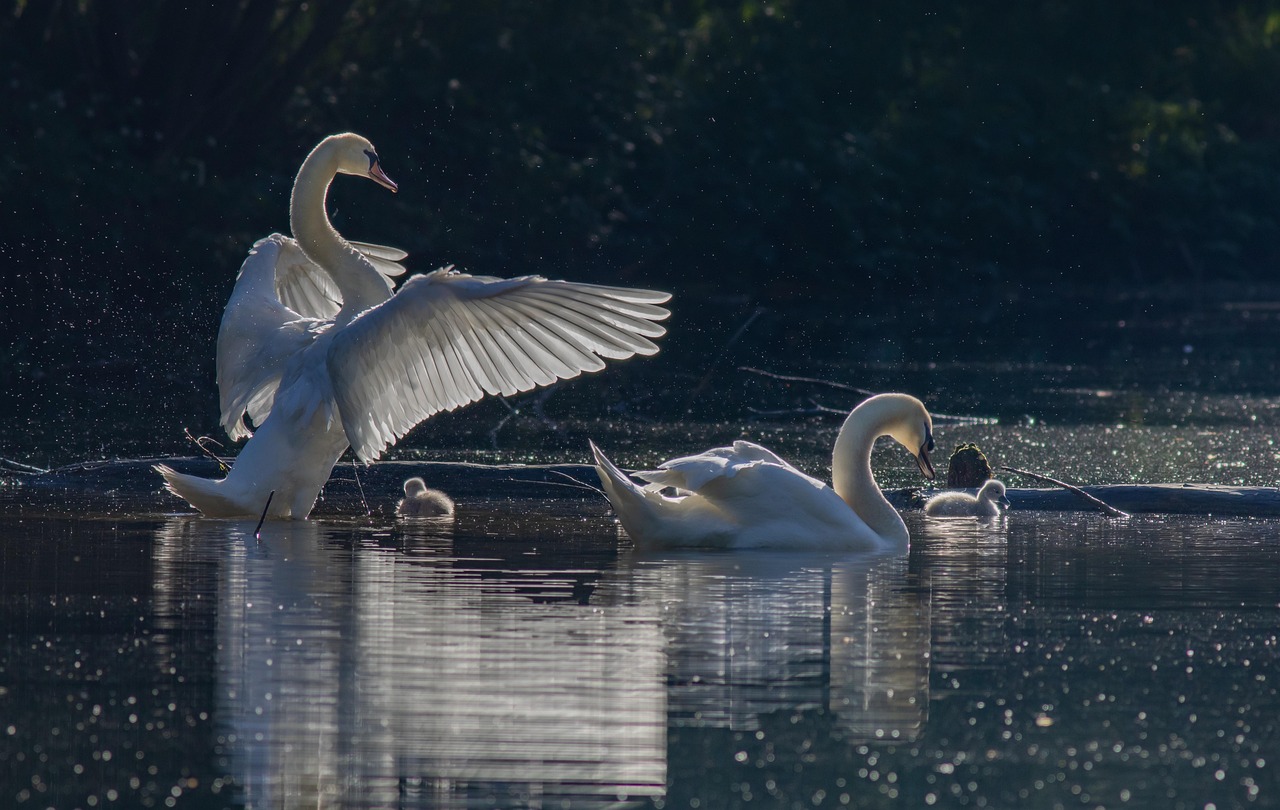 labute, vtáky, jazero, cygnets, mladé vtáky, vodné vtáky, husotvaré, zvieratá, rodina, pozorovanie vtákov, príroda, svitanie
