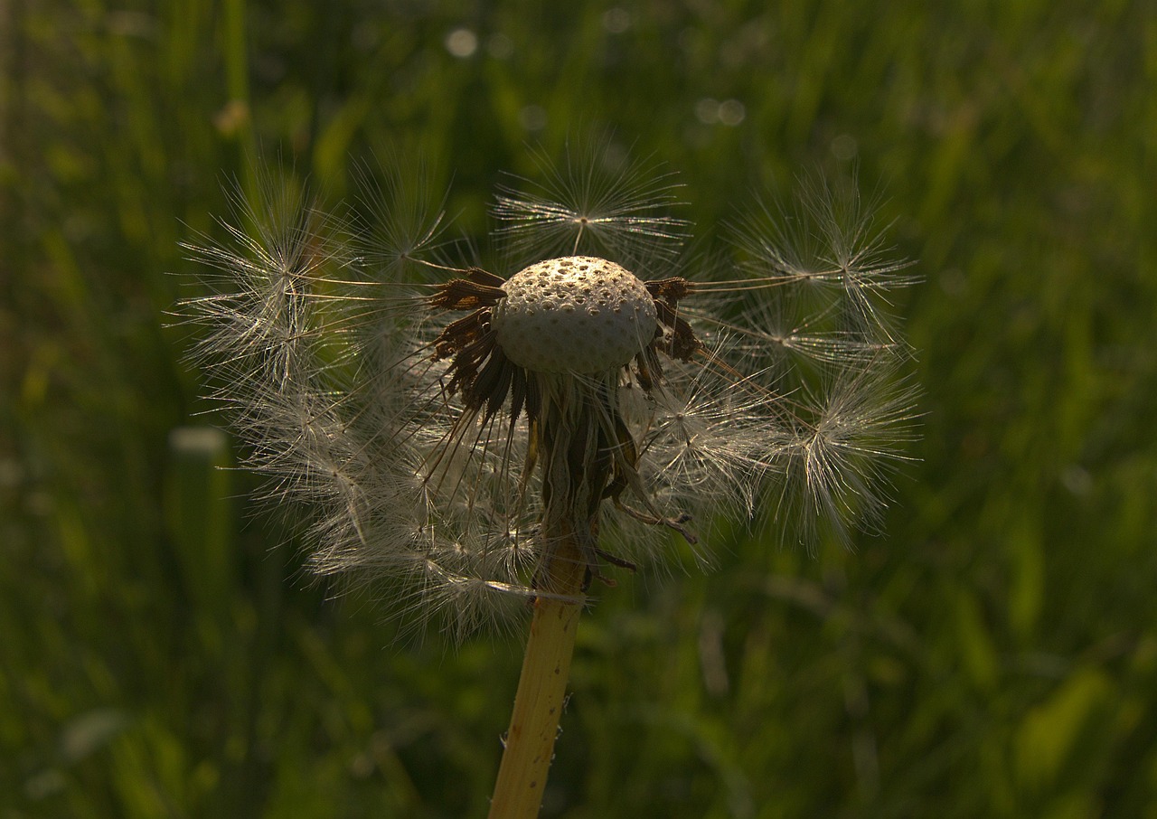 dandelion, dandelion seeds, meadow, common dandelion, taraxacum, asteraceae, macro, close up, nature