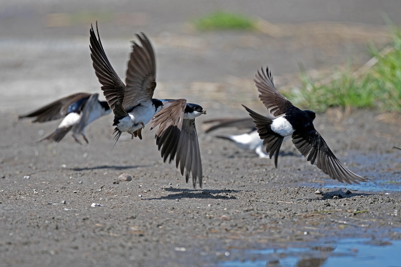 vogel, natur, nest bau, fliegende vögel, spezies, fauna, mehlschwalben