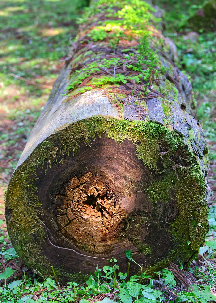 logga, trä, skog, natur, mossa, grönska, träd