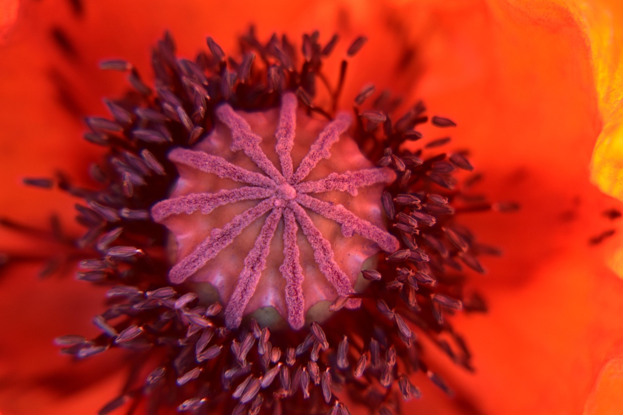 mohn, klatschmohn, mohnblume, mohnsamen, samen, makro, nahaufnahme, mohnblüte