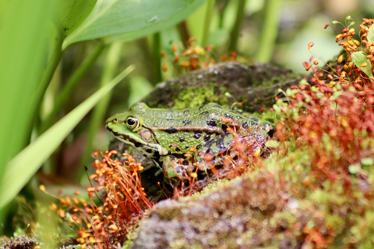 frog, pond frog, amphibian, moss, pond, animal, nature