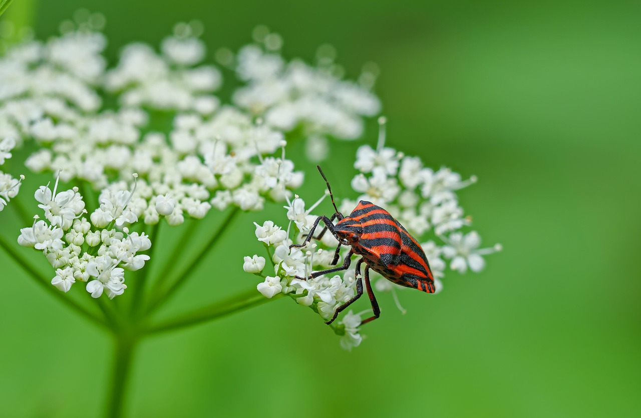 streifen wanze, wanze, insekt, käfer, nahaufnahme, entomologie, spezies, makro