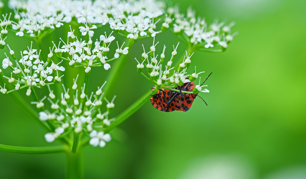 streifen wanze, wanze, insekt, käfer, nahaufnahme, entomologie, spezies, makro