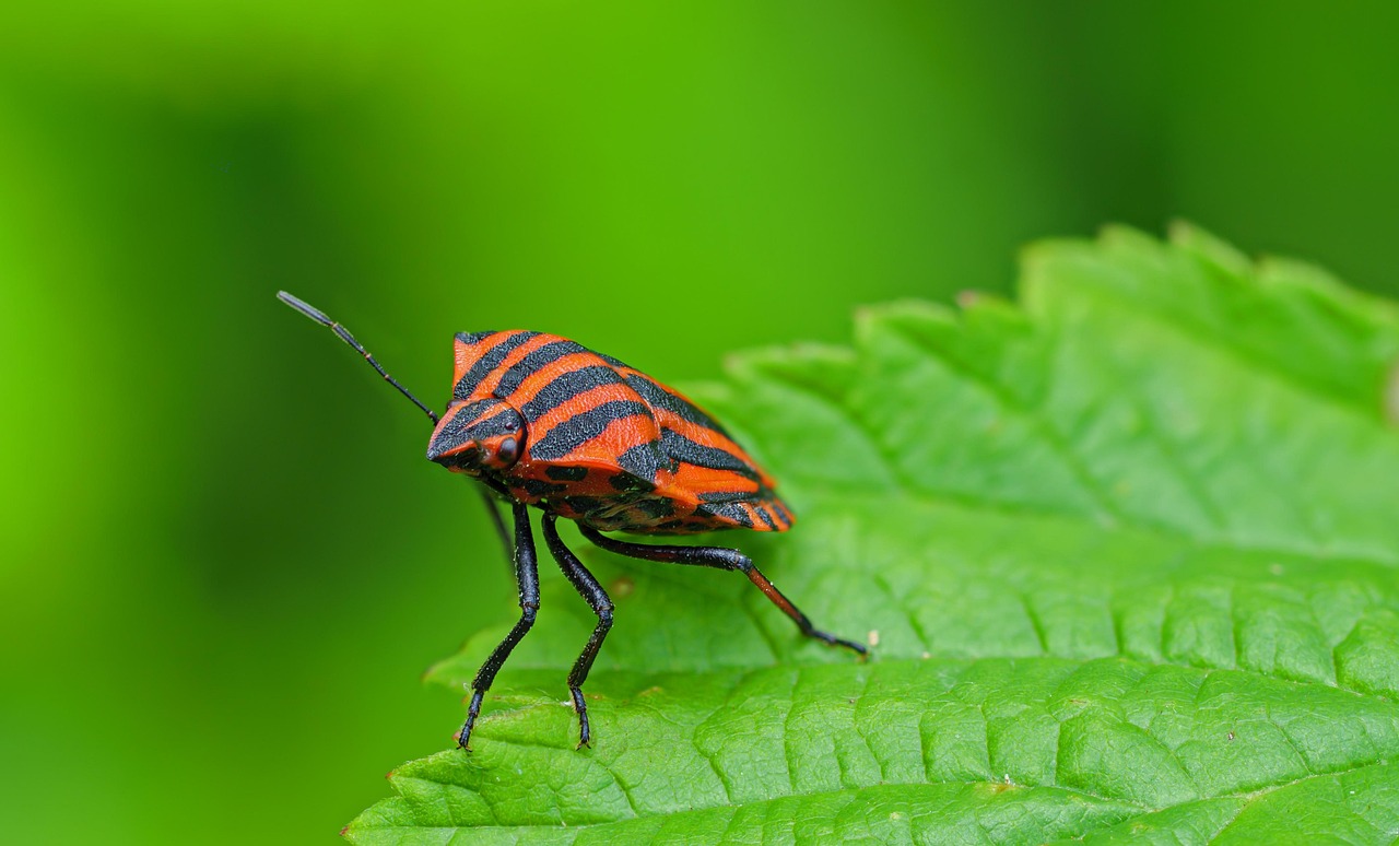 streifen wanze, wanze, insekt, käfer, nahaufnahme, entomologie, spezies, makro, wanze, wanze, wanze, wanze, wanze, käfer