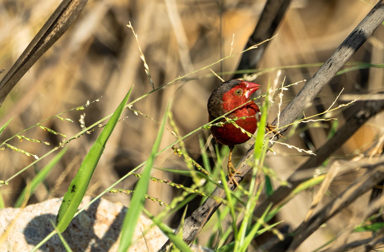 vogel, fink, tierwelt, natur, tiere, feuchtgebiete, finken