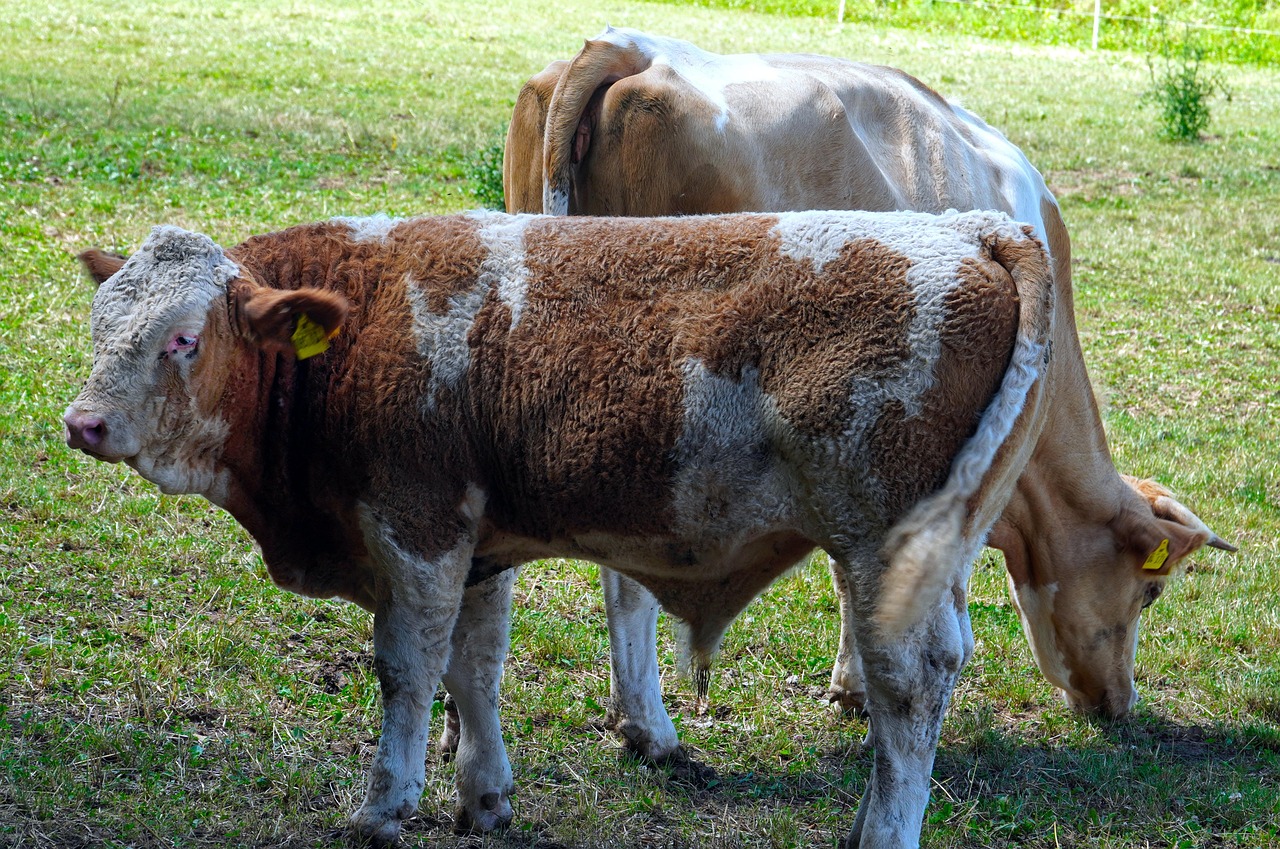 mucche, animali, bestiame, pascolo, prato, natura, agricoltura, cortile di fattoria, animali da fattoria