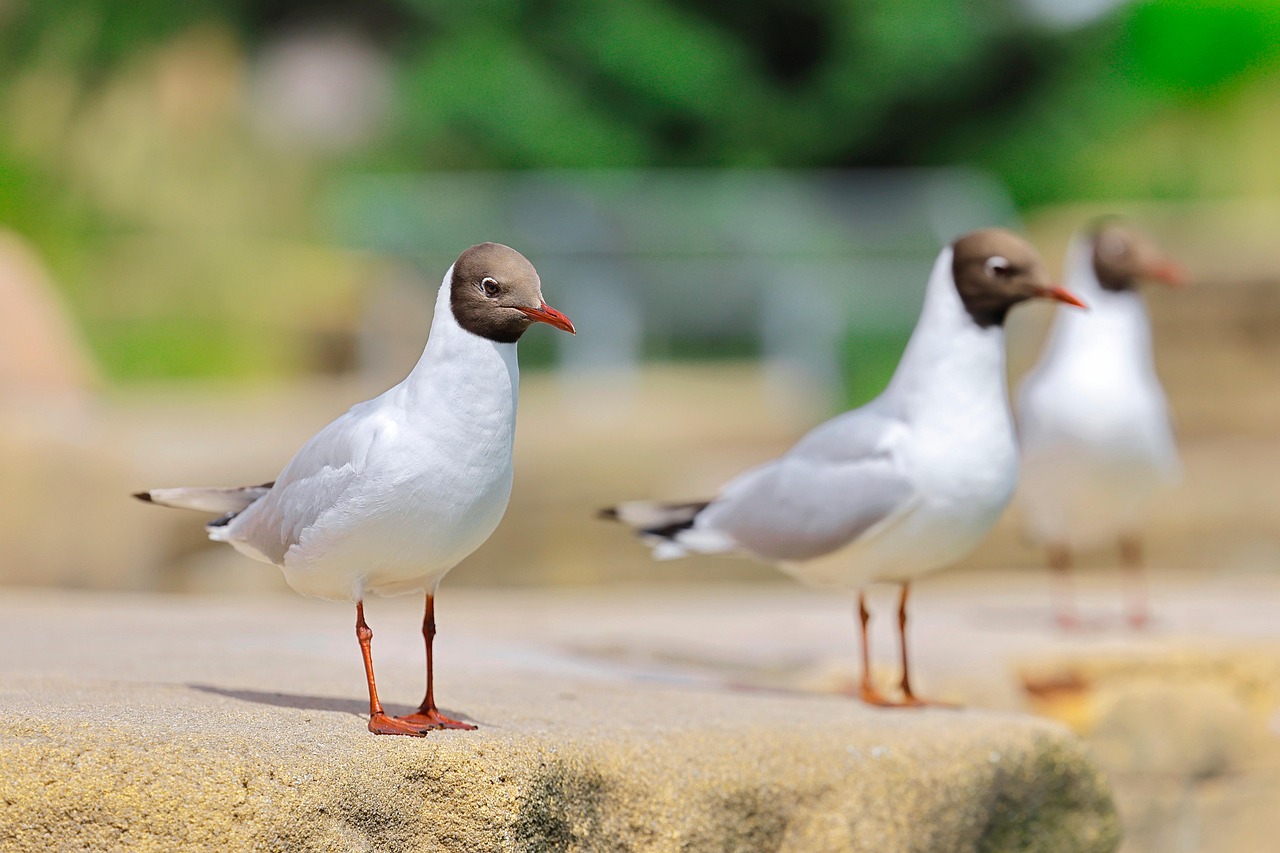 black-headed gulls, birds, gulls, animals, avian, nature, species, wildlife