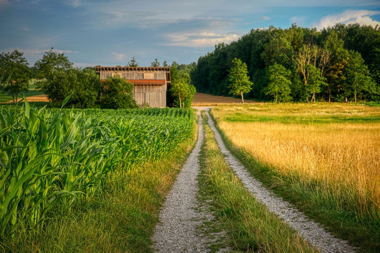 path, cornfield, harvest time, forest, trees, woodhouse, hut, landscape, nature, rural