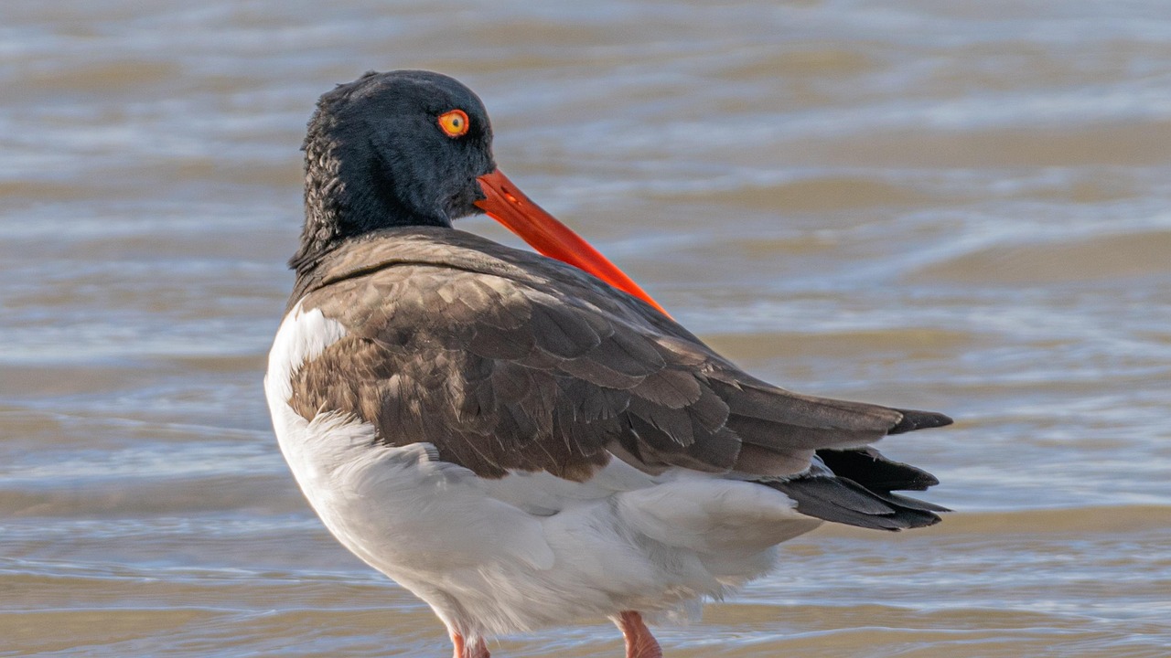 oystercatcher, bird, animal, nature, wildlife, water bird, plumage, sea, bird watching, closeup