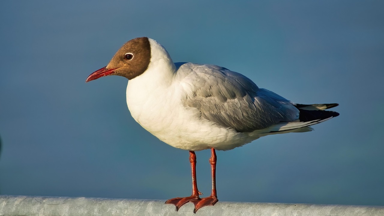 gull, bird, plumage, evening sun, nature, water, brown-headed gull