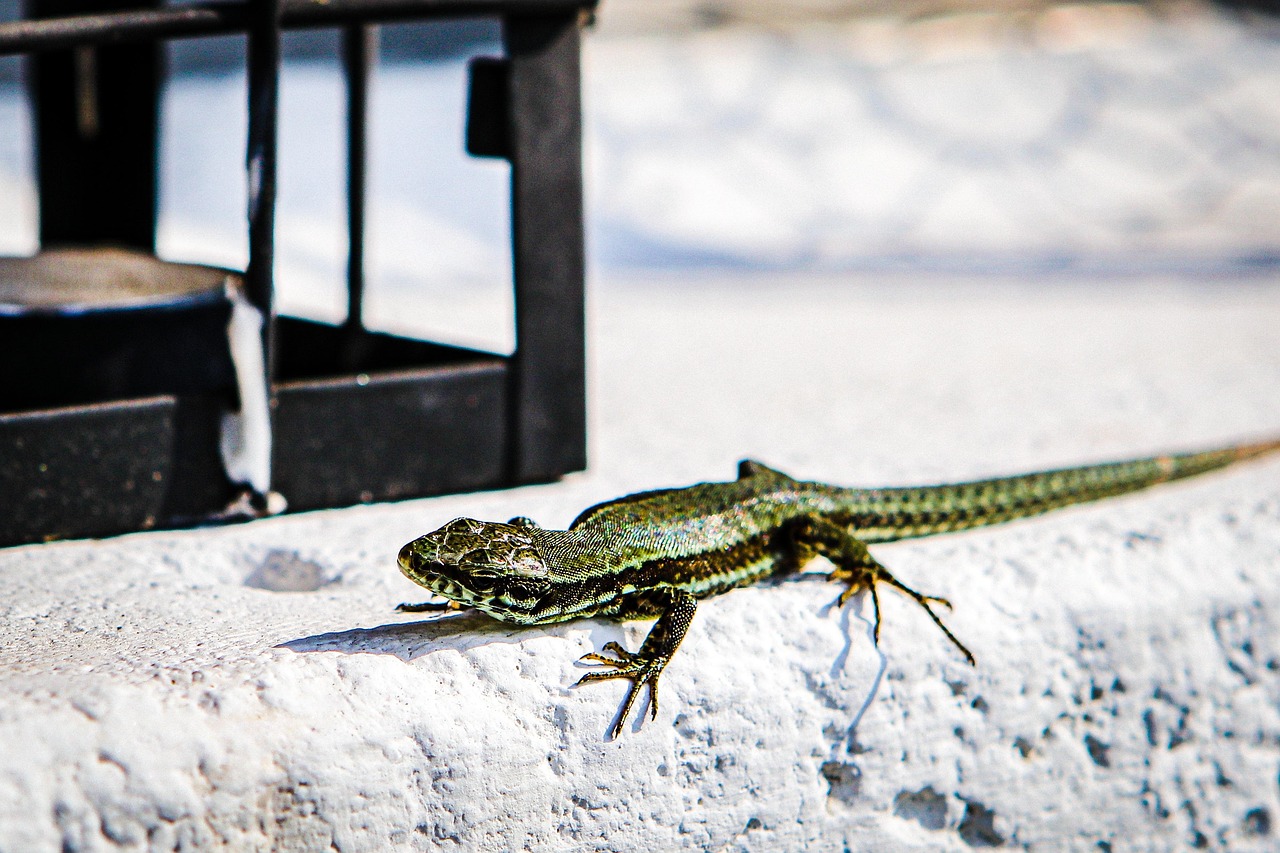 animal, reptile, close up, nature, stones, wall, lizard, salamander