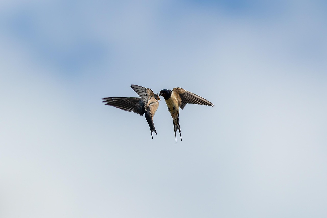 vögel, himmel, natur, tiere, zufuhr, fliegend, schlucken, flügel, tierwelt, paar, tanzen, vögel, vögel, vögel, vögel, himmel, natur, natur, natur, tanzen, tanzen, tanzen, tanzen, tanzen
