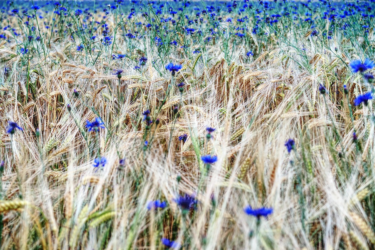 kornblumen, weizenfeld, landwirtschaft, getreide, weizen, feld, natur, kornblumen, kornblumen, kornblumen, kornblumen, kornblumen, weizenfeld