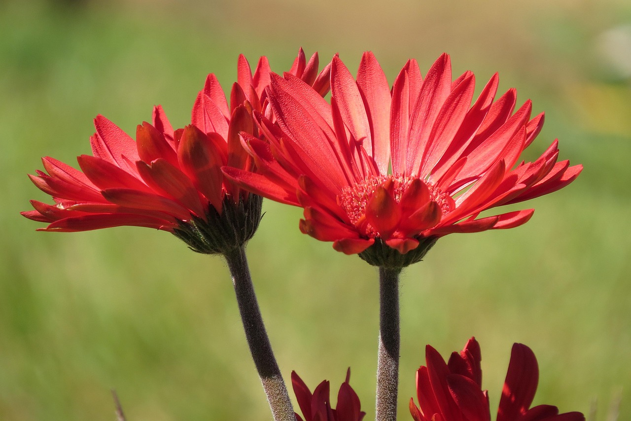 daisies, beautiful nature, wallpaper hd, flowers, red flowers, nature, nature wallpaper, flower wallpaper, beautiful wallpaper, wallpaper, 4k wallpaper 1920x1080, background, desktop backgrounds, flower background, cool backgrounds, laptop wallpaper, garden, free wallpaper, hd wallpaper, windows wallpaper, beautiful flowers, 4k wallpaper, free background, plants, full hd wallpaper, mac wallpaper, wallpaper 4k, nature background, art