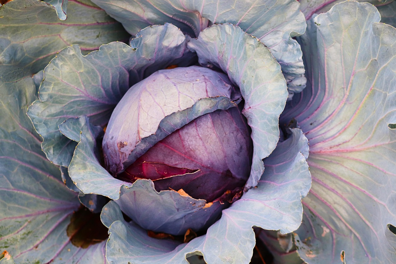 cabbage, red cabbage, vegetables, leaves, plant, food, healthy, raw food, vitamins, nourishment, vegetable growing, nature, cabbage leaves