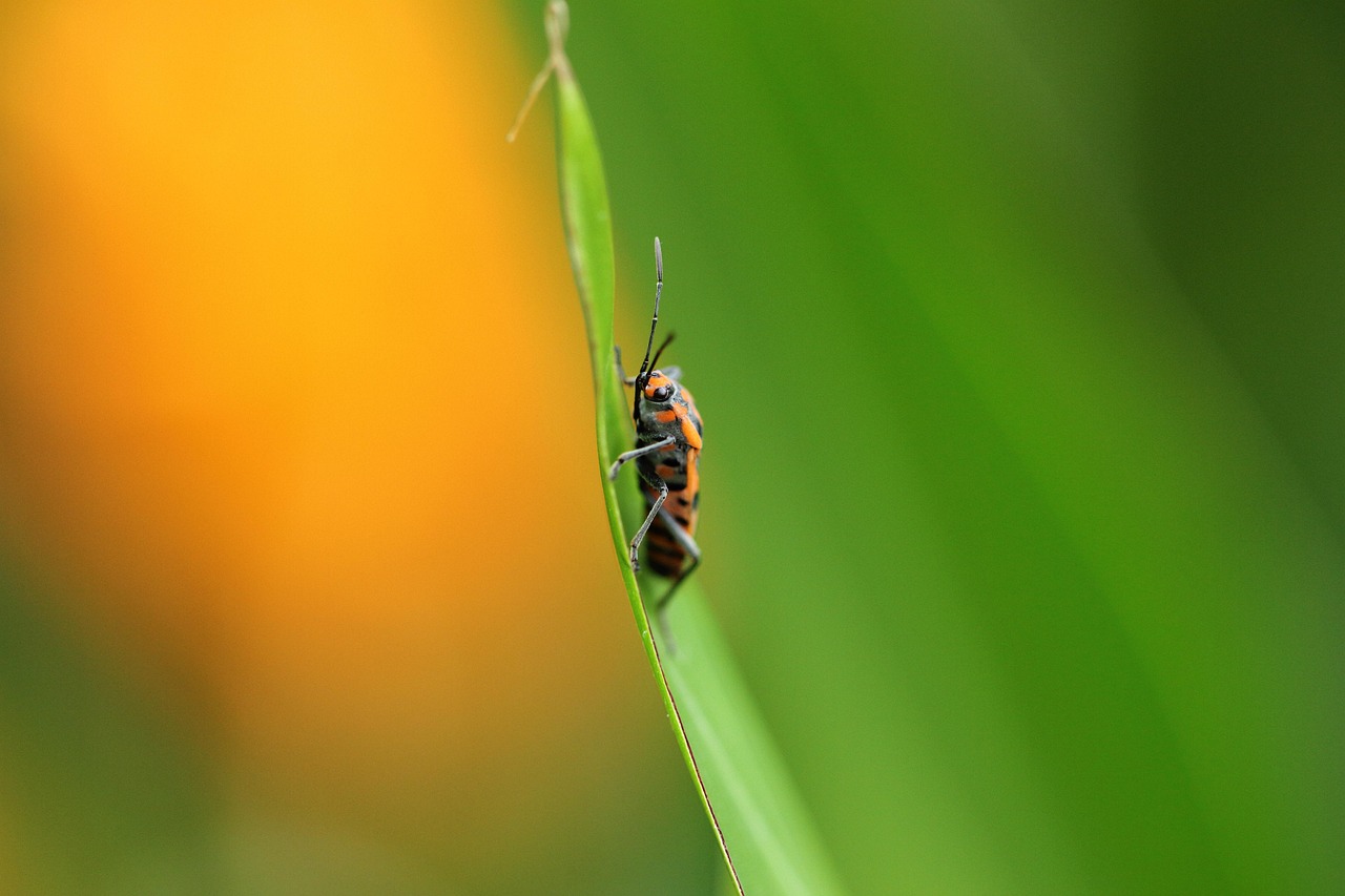 insect, bug, leaf, grass, macro, nature, close up