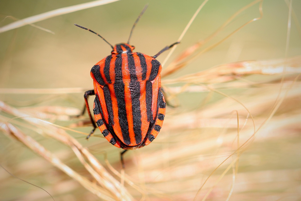 european stripe bug, bug, strip bug, insect, tree bug, graphosoma italicum, pentatomidae, nature, bug, bug, bug, bug, bug