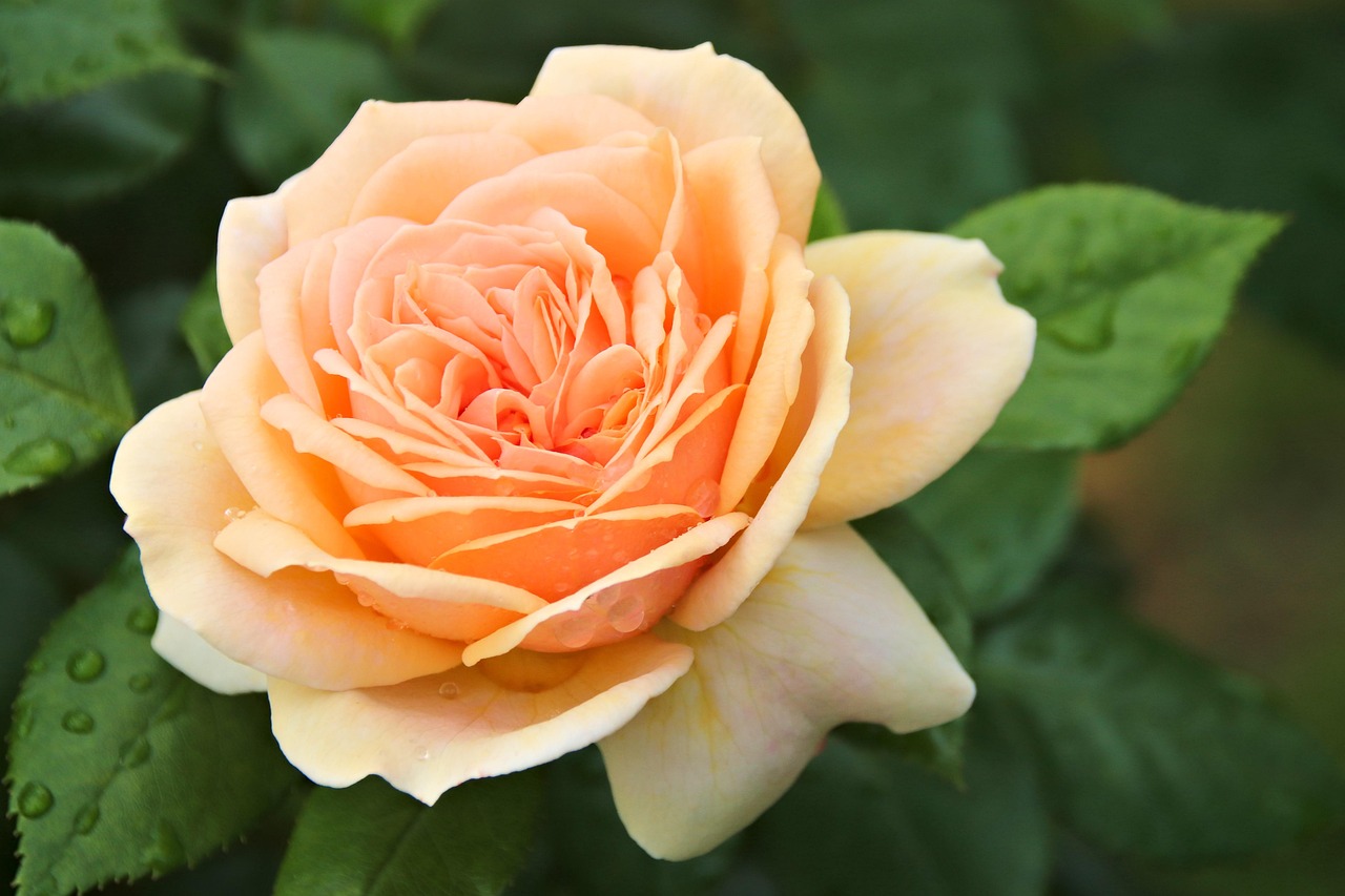 rosas, florescer, flor, planta, jardins, ornamental, papel de parede de flores, flores bonitas, natureza, fundo flor, amarelo