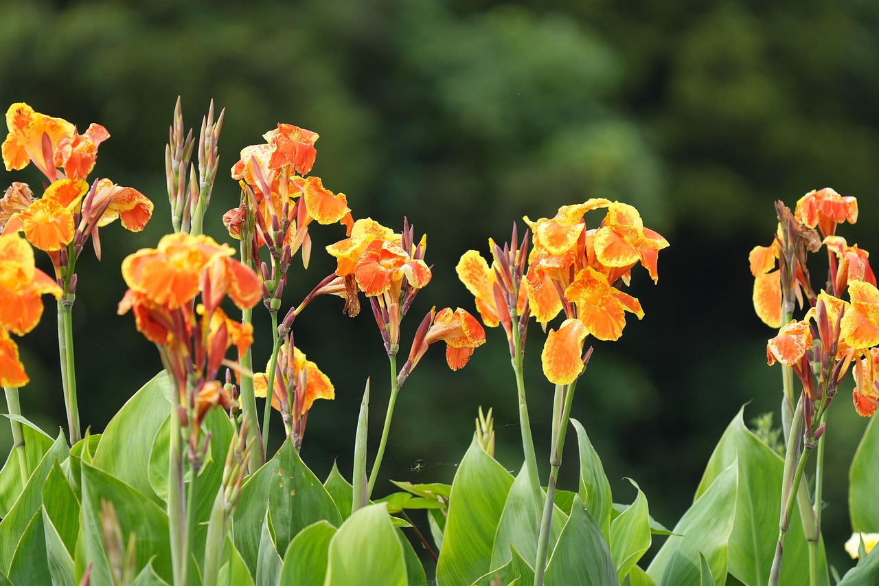blume, canna, indo-kana, schöne blumen, pflanze, blumen hintergrund, natur, blumentapete, botanik, blüte