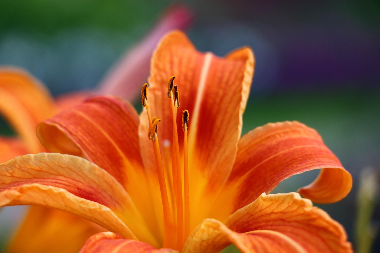 flower, botany, bloom, blossom, lily, nature, beautiful flowers, flora, flower background, spring, petals, flower wallpaper, plant, daylily, hemerocallis, カンゾウ