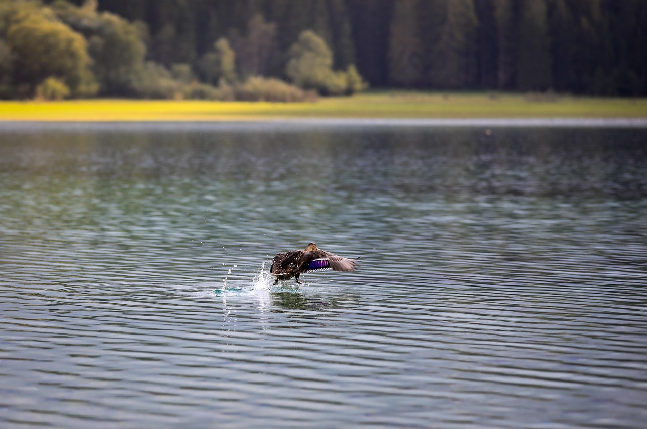 wildenten, vogel, see, tier, landung, flug, wasser, natur