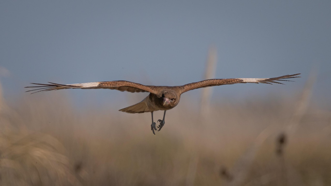 vtáky, lietajúci vták, voľne žijúce vtáky, ornitológia, divoká fauna, príroda, pozorovanie vtákov