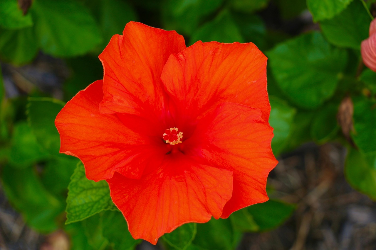 flor, hibisco, florescer, papel de parede de flores, plantas, flores bonitas, fundo flor, folhas, jardins, natureza