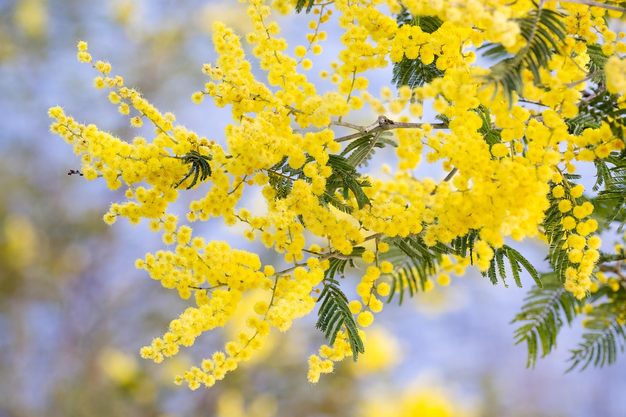 argintiu, salcam dealbata, flori, flori fundal, wattle, flori frumoase, bloom, a inflori, primăvară, înflorire, floră, plantelor, tapet cu flori, copac, flori galbene, natura, australian