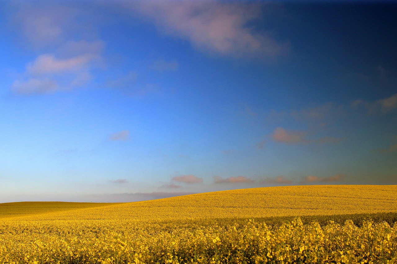 rapeseed field, rape field, oilseed rape, oilseed, crops, field, agriculture, scotland, nature, landscape