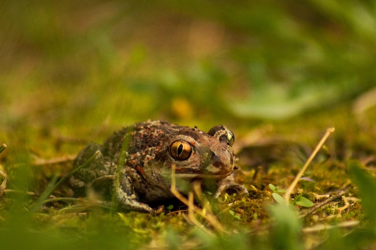 amphibie, frosch, kröte, knoblauchkröte, bedrohte arten, tier, tierwelt, natur, moos, wiese, wald, knoblauchkröte, knoblauchkröte, knoblauchkröte, knoblauchkröte, knoblauchkröte