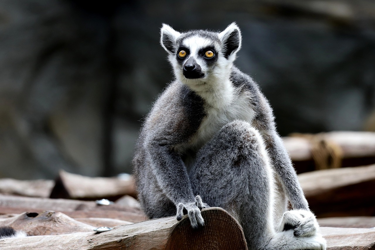 animal, mamifer, specii, faună, animale salbatice, natura, lemur